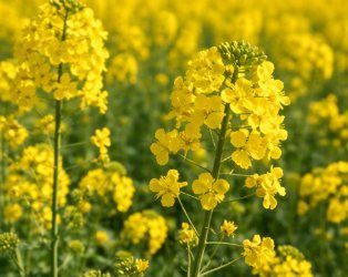 Илустрација