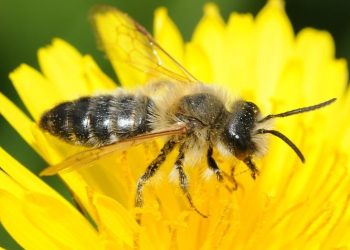 Фото: Wикипедиа