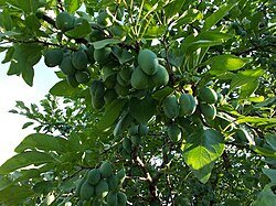 Фото: Wикипедиа