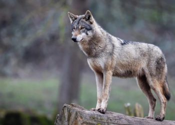 Фото: Схуттерстоцк.цом/АБ Пхотограпхие, илустрација