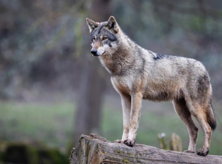 Foto: Shutterstock.com/AB Photographie, ilustracija