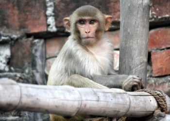 Фото: Схуттерстоцк.цом/Сањив Схукла, илустрација