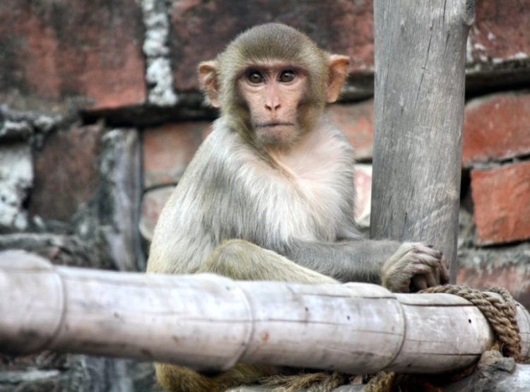 Foto: Shutterstock.com/Sanjiv Shukla, ilustracija