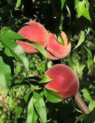 ФОТО:WИКИПЕДИА