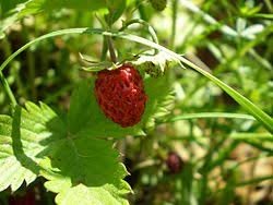 Фото: Wикипедиа