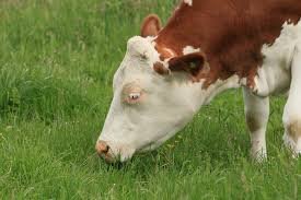 Фото: Wикипедиа