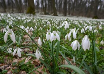 Foto: TANJUG/NENAD MIHAJLOVIĆ