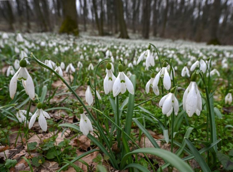 Фото: ТАЊУГ/НЕНАД МИХАЈЛОВИЋ