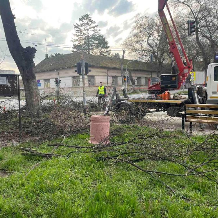 Оштећена стабла као потенцијална опасност за људе и имовину