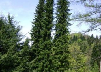 Ministarka zaštite životne sredine potpisala ugovore za sufinansiranje projekata ozelenjavanja