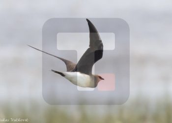 Фото: Тањуг/Вукас Вучковић