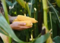 Foto: Shutterstock.com/Hryshchyshen Serhii, ilustracija