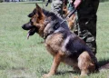 Foto: TANJUG/MINISTARSTVO ODBRANE I VOJSKA SRBIJE