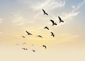 Foto: Shutterstock.com/DOERS/Ilustracija